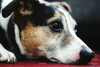 Close-up portrait of dog