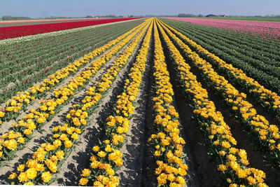 High angle view of yellow flowering plants on field