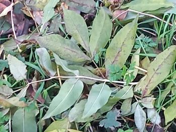 leaf