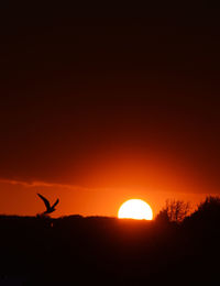 Silhouette of bird flying in sky during sunset