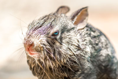 Wet baby bunny after the rescue out of our swimming pool.