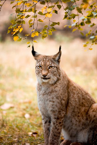 Close-up portrait of lynx