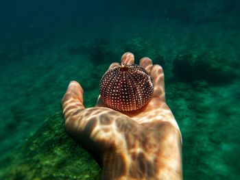 Cropped hand of person holding urchin in sea