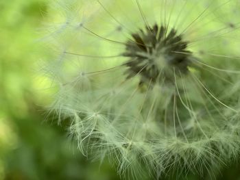 Close-up of dandelion on plant