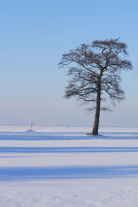 Tree on snow covered land against sky