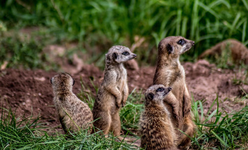 Meerkat on a field