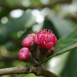 Close-up of pink flower