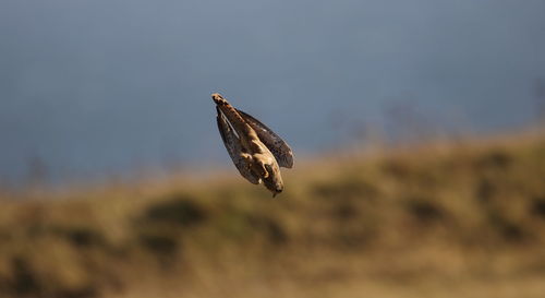 Kestrel flying against sky