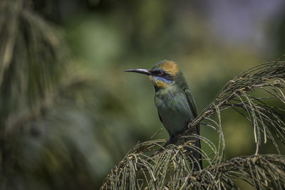 Close-up of bird perching on plant