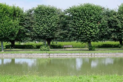 Trees by lake in park