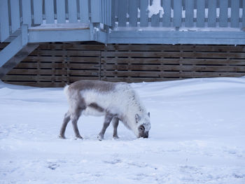 Reindeer standing on snowy field during winter