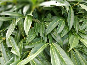 Full frame shot of green leaves