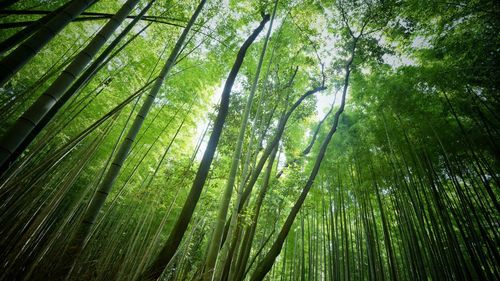 Low angle view of bamboo trees in forest