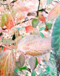 Close-up of leaves on plant