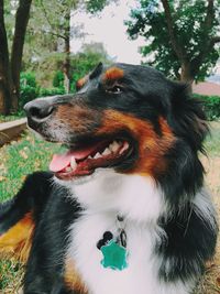 Close-up of dog on tree