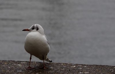 Close-up of seagull perching on retaining wall