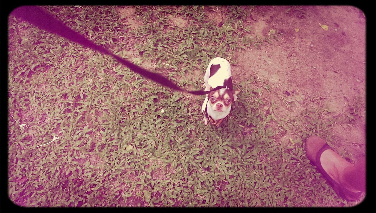 transfer print, auto post production filter, high angle view, street, shoe, childhood, day, outdoors, shadow, sunlight, lifestyles, footwear, ground, low section, leisure activity, standing, toy, pink color