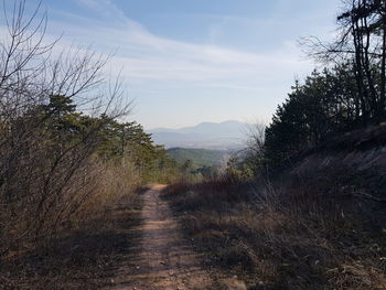 Narrow footpath along plants and trees against sky