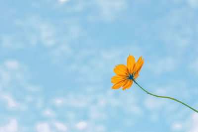 Low angle view of flowering plant against sky