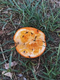 High angle view of pumpkin on field