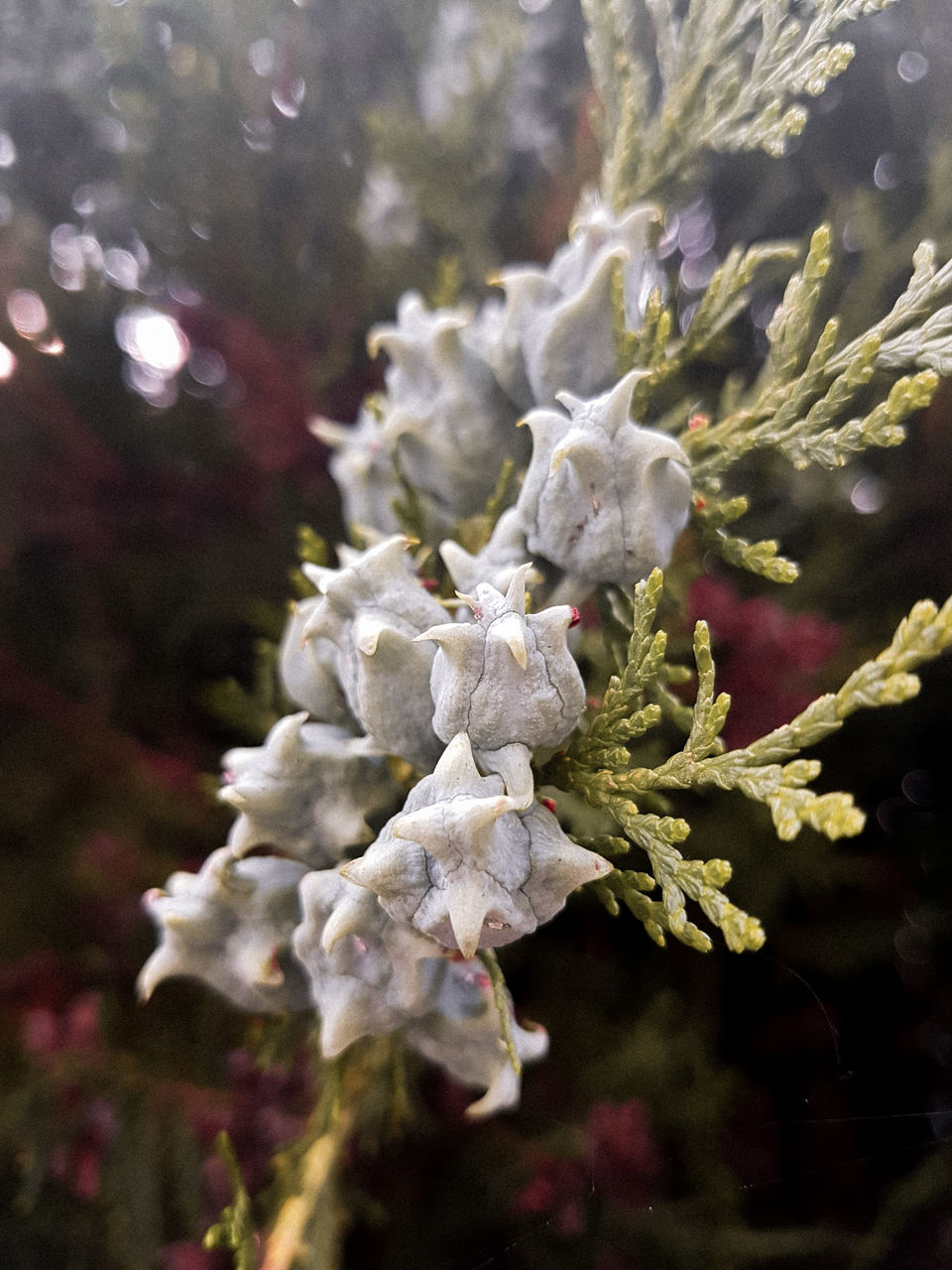 plant, growth, close-up, beauty in nature, flower, focus on foreground, day, nature, vulnerability, flowering plant, no people, fragility, selective focus, white color, freshness, outdoors, flower head, petal, inflorescence, tree