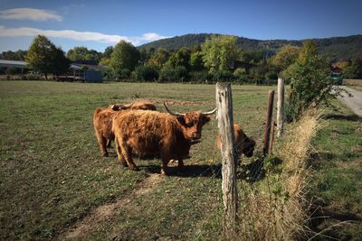 Cattle in a field