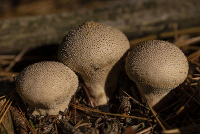 Close-up of mushrooms on field