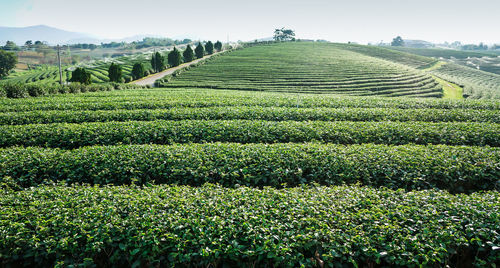 Scenic view of agricultural field