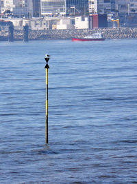 Bird perching on wooden post in sea