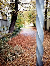 Close-up of tree during autumn