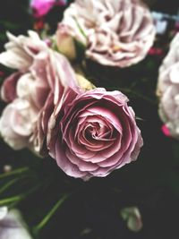 Close-up of pink rose