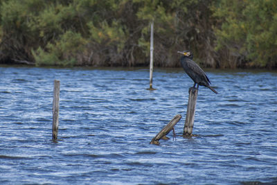 Bird perching on wooden post in lake