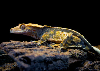 Close-up of lizard