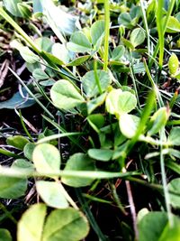 High angle view of plants growing on land