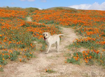 View of a dog standing against plants