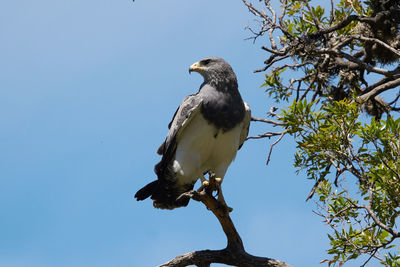 Low angle view of bird perching on tree against sky