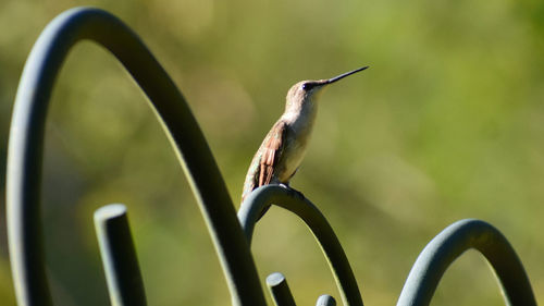 Close-up of bird perching on a plant