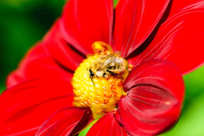 Close-up of insect on red flower