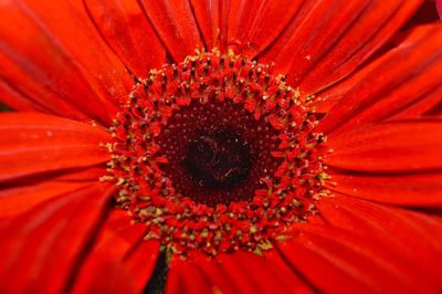 Close-up of red flower