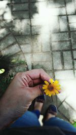 Close-up of yellow flowers against blurred background