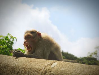 Monkey on retaining wall against sky