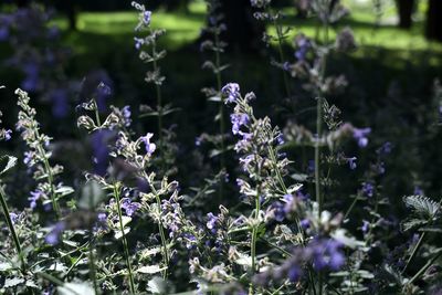 Close-up of lavender flowers