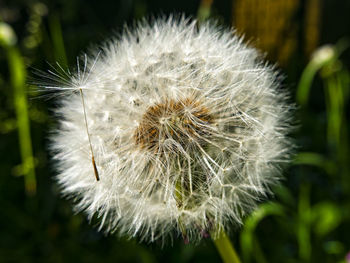 Close-up of dandelion flower