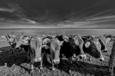 Close-up of cows on field against sky