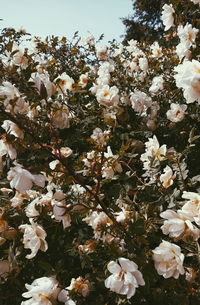 Close-up of white cherry blossom