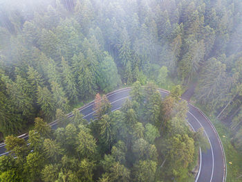 High angle view of pine trees on road