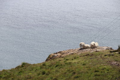 View of sheep on rock by sea