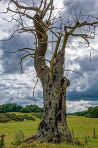 Bare trees on grassy field against cloudy sky