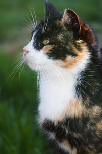 Close-up of cat looking away