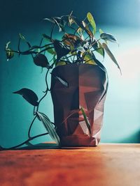 Close-up of potted plant on table against wall